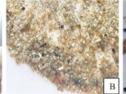 TPHCM: Cải tiến mô hình sản xuất giống sò huyết